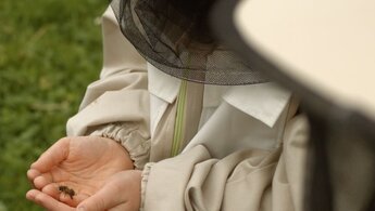 Honey Hunters - trailer with russian subtitles