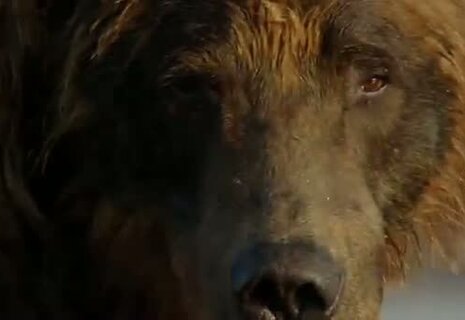 Bears - Trailer