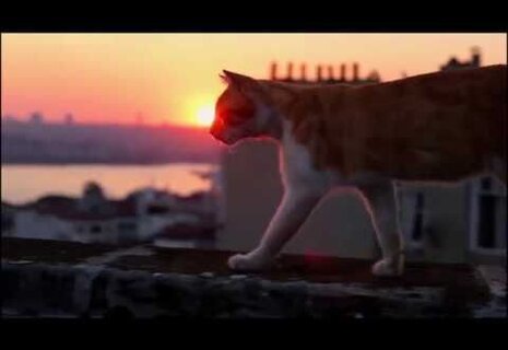 Kedi - Russian trailer