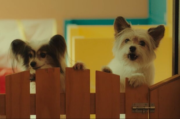 Dog Days - russian teaser