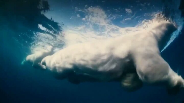 To the Arctic 3D - Dubbed trailer
