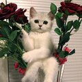 Самая Счастливая