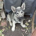 Матвей Зоозащита