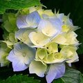 Светлана Кульнева