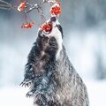 Тимур Хисамов