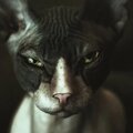 Владимир Толстых