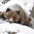 Константин Коновалов
