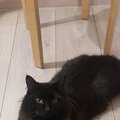 Михаил Косолапов