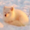 Варя Соловьева
