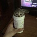 Настя Сокурова
