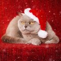 Константин Потапов