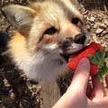 Василиса Костюченко