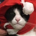 Максим Нежданов
