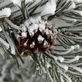 Диана Терентьева