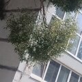 Эрика Васильева