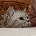 Джамилия Экзекова
