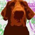 LABRADOR