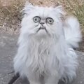 Андрей Минеев