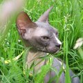 Роза Саратовская