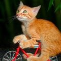 Красноохтинский Кот