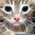 Sofina