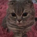 Илона Исаева