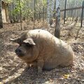 Дункан Маклауд