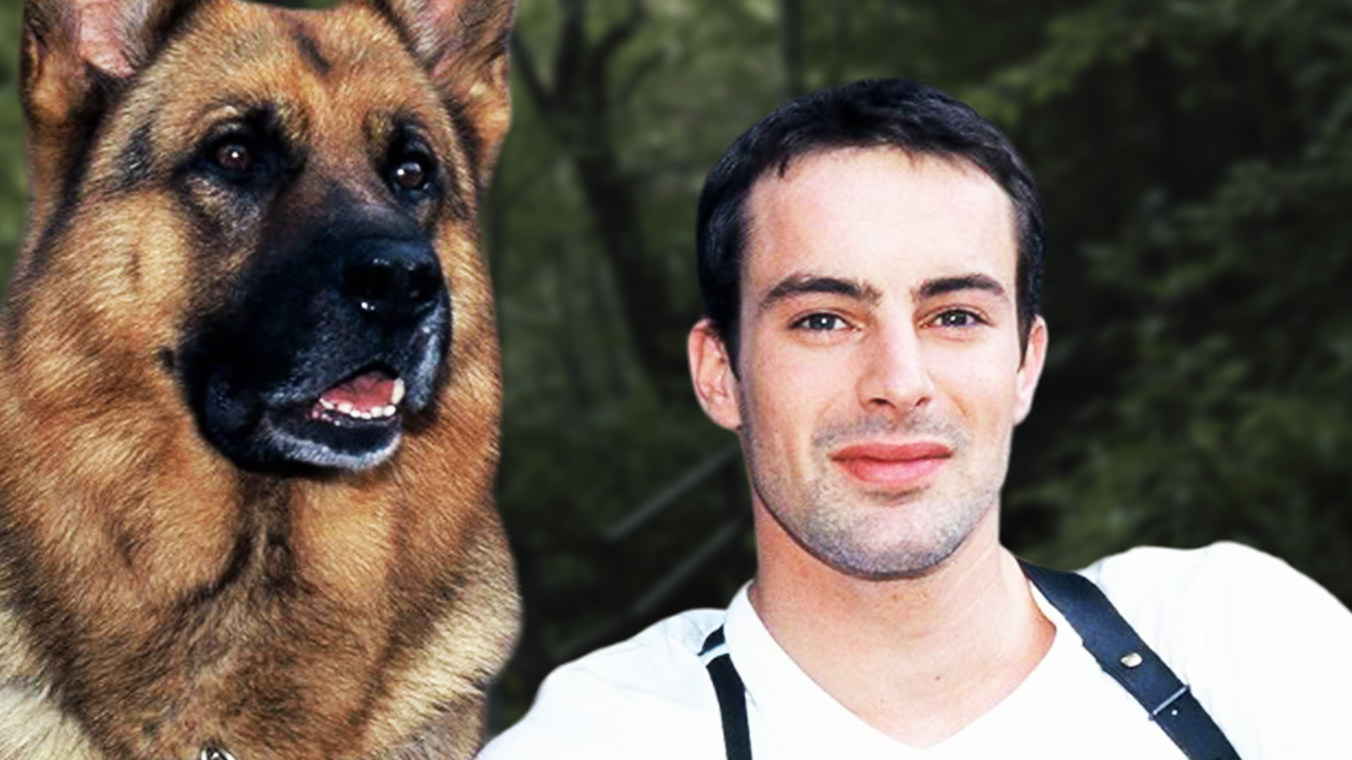 Знаменитые немецкие овчарки: Комиссар Рекс, Верный Руслан и другие | Биографии, фильмы, истории, факты