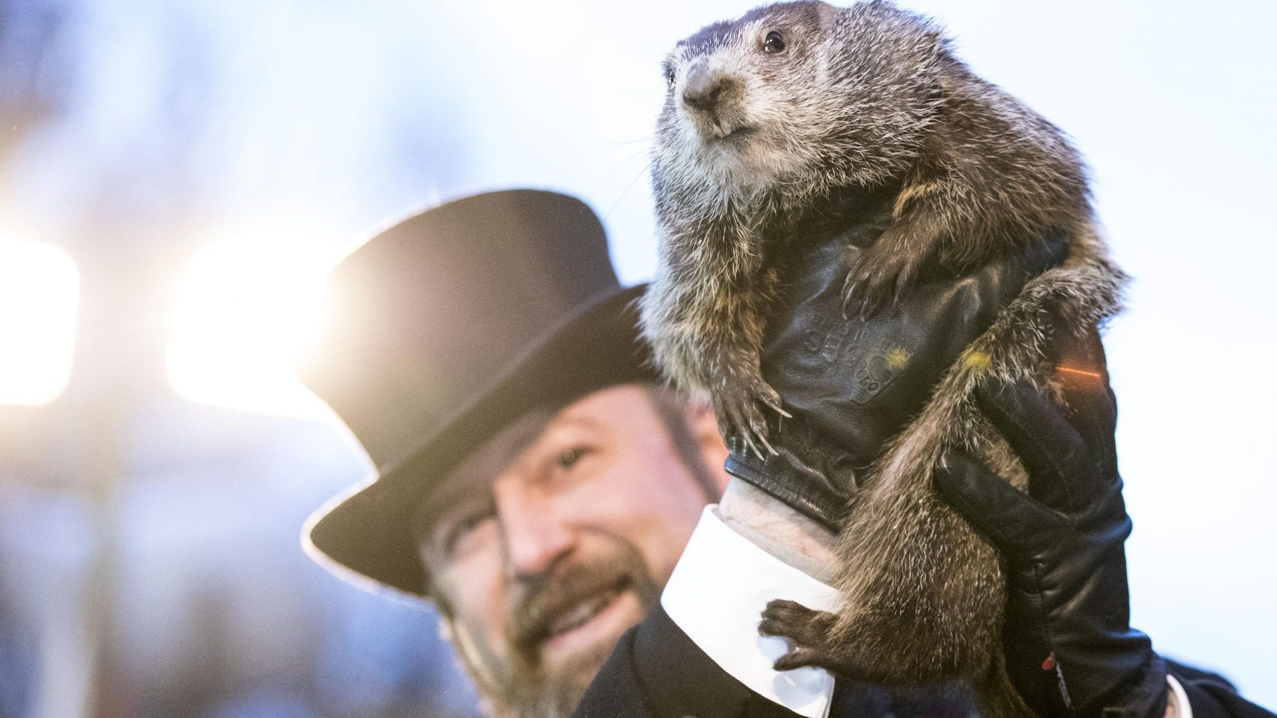 Панксатонский фил сурок. Сурок фил из пенсильвании. Сурок фил из панксатони. Пенсильвания панксатони сурок. День сурка (groundhog day).